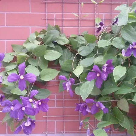 Vesi's ゲストハウス