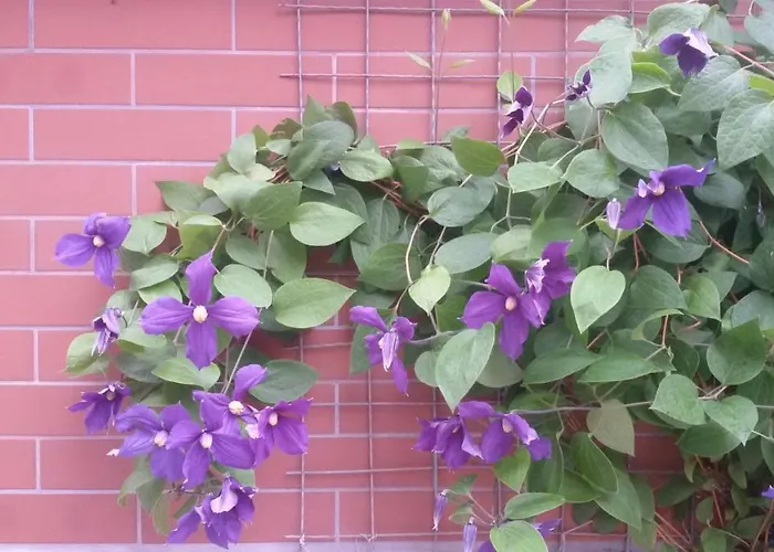 Vesi's ゲストハウス